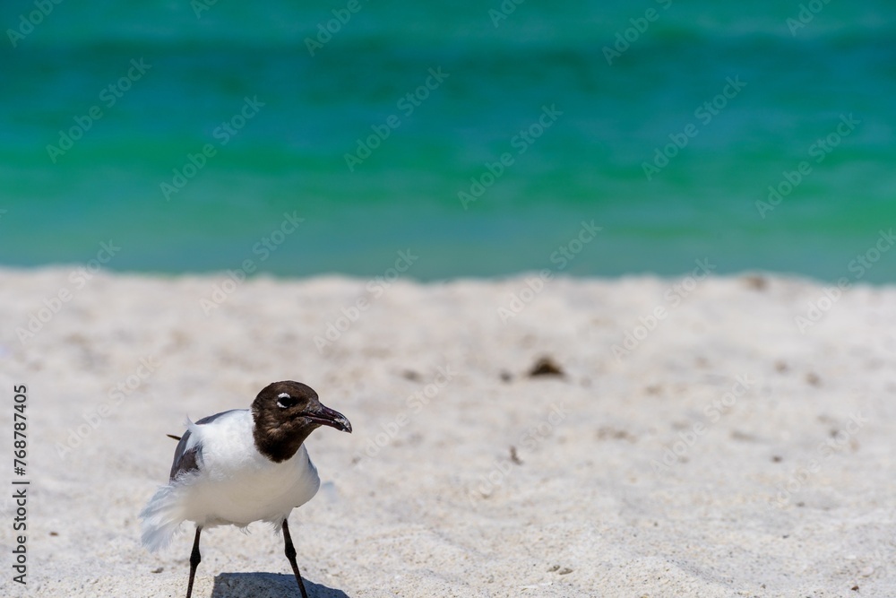 Closeup shot of a laughing gull perched on a sandy beach Closeup shot of a laughing gull perched on a sandy beach