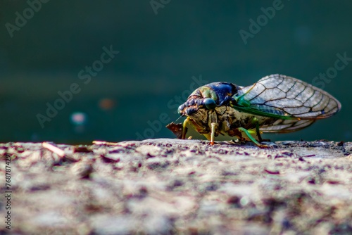 Mmacro shot of a vibrant colorful cicada insect on a rock surface photo