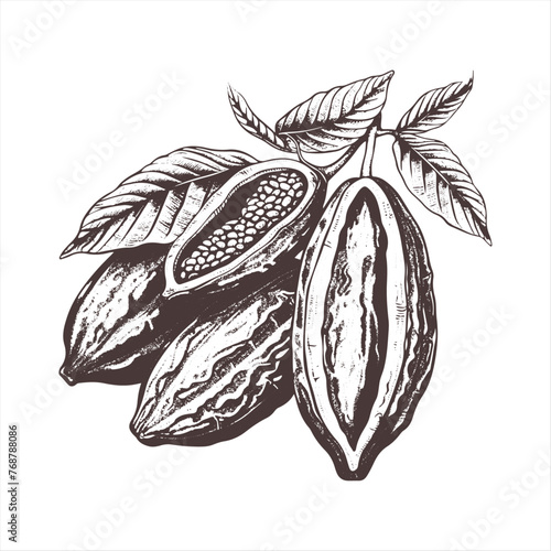 Chocolate cocoa sketch. Cocoa beans Engraved glyph icon vector illustration. Stamp of whole and half tropical pods with seeds and leaf, botanical branch of cacao plant with kakao fruit vintage