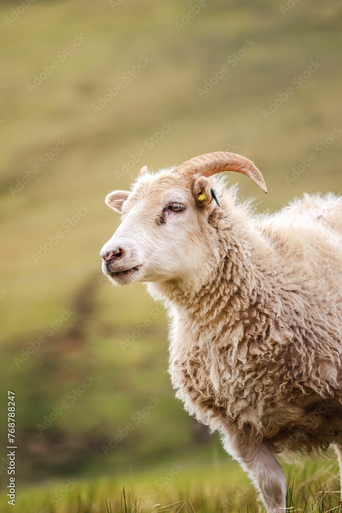 Icelandic sheep with long, curling horns and curly fur