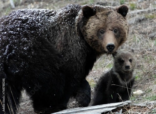 And her cub in Yellowstone Park on a snowy day