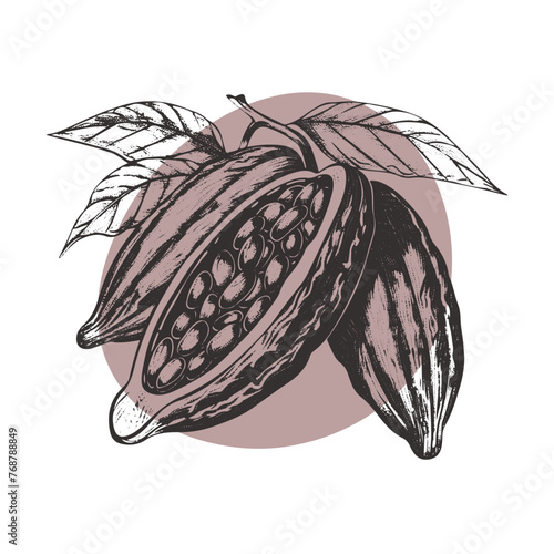 Chocolate cocoa sketch. Cocoa beans Engraved glyph icon vector illustration. Stamp of whole and half tropical pods with seeds and leaf, botanical branch of cacao plant with kakao fruit vintage