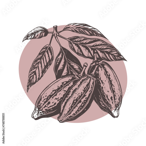 Chocolate cocoa sketch. Cocoa beans Engraved glyph icon vector illustration. Stamp of whole and half tropical pods with seeds and leaf, botanical branch of cacao plant with kakao fruit vintage