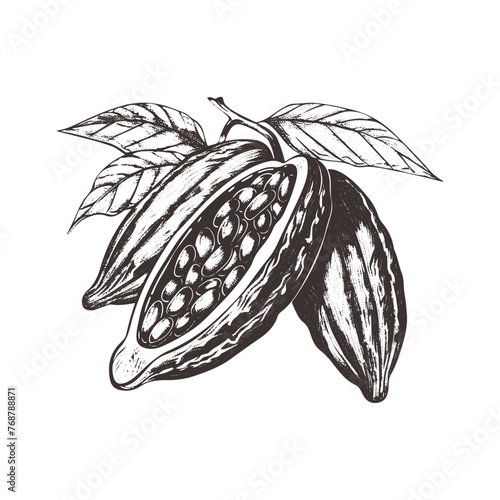 Chocolate cocoa sketch. Cocoa beans Engraved glyph icon vector illustration. Stamp of whole and half tropical pods with seeds and leaf, botanical branch of cacao plant with kakao fruit vintage