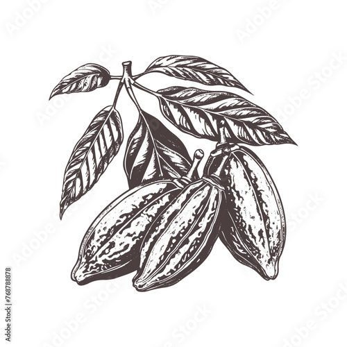 Chocolate cocoa sketch. Cocoa beans Engraved glyph icon vector illustration. Stamp of whole and half tropical pods with seeds and leaf, botanical branch of cacao plant with kakao fruit vintage