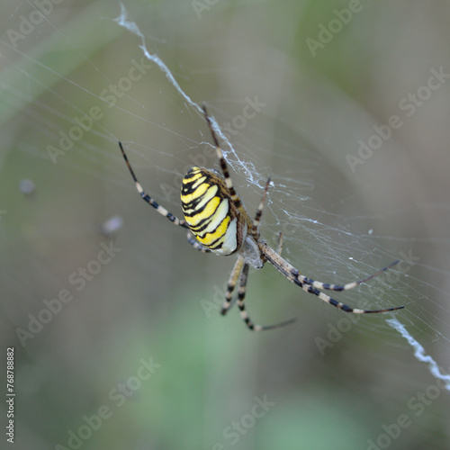  The wasp spider is a very large and colorful spider that recently arrived in the UK from the continent and is slowly spreading into southern England. It builds large orbital webs in grasslands and sc