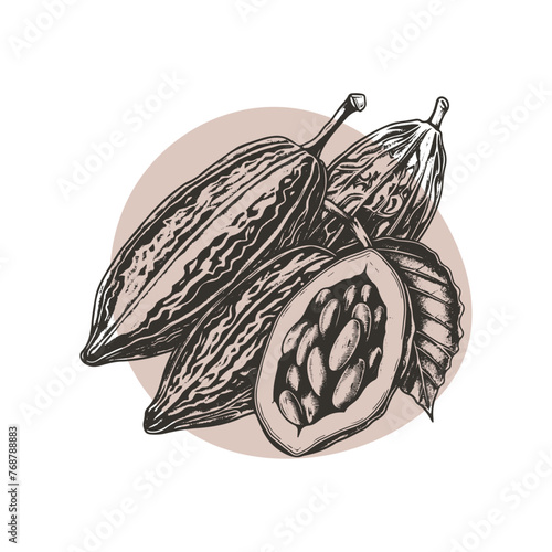 Chocolate cocoa sketch. Cocoa beans Engraved glyph icon vector illustration. Stamp of whole and half tropical pods with seeds and leaf, botanical branch of cacao plant with kakao fruit vintage
