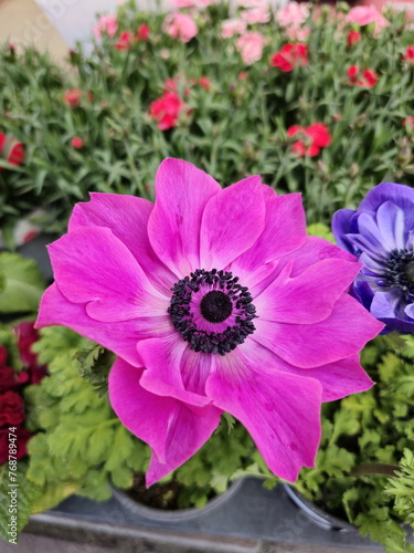 a beautiful anemone flower