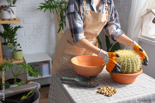 Repotting overgrown home plant large spiny cactus Echinocactus Gruzoni into new bigger pot. A woman in protective gloves holds the cactus carefully, afraid of getting pricked