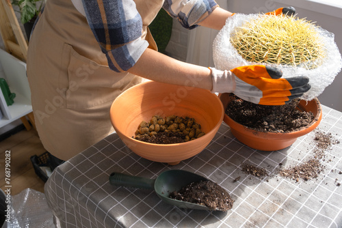 Repotting overgrown home plant large spiny cactus Echinocactus Gruzoni into new bigger pot. A woman in protective gloves wraps a cactus with a bubble wrap so as not to prick herself