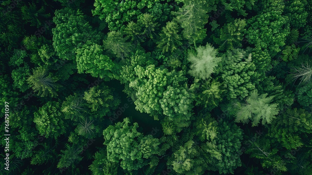 Tropical forest background, top view. Tropical forest background, top view.