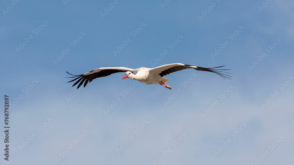 White stork soaring through the sky with its wings widely extended, Campo Grande park in Valladolid White stork soaring through the sky with its wings widely extended, Campo Grande park in Valladolid