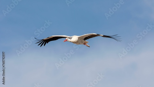 White stork soaring through the sky with its wings widely extended, Campo Grande park in Valladolid