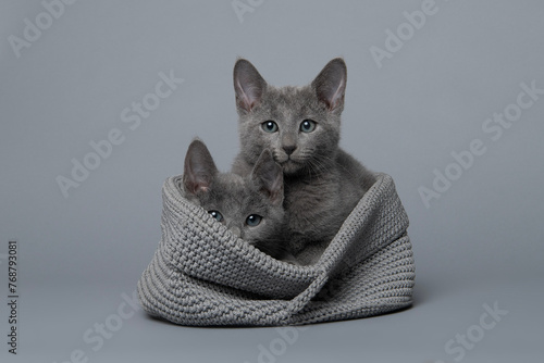 Two cute grey Russian blue kitten in a grey basket on a grey background looking at the camera.