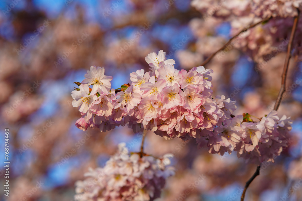 Pink blossoms of a fruit tree in the spring Pink blossoms of a fruit tree in the spring