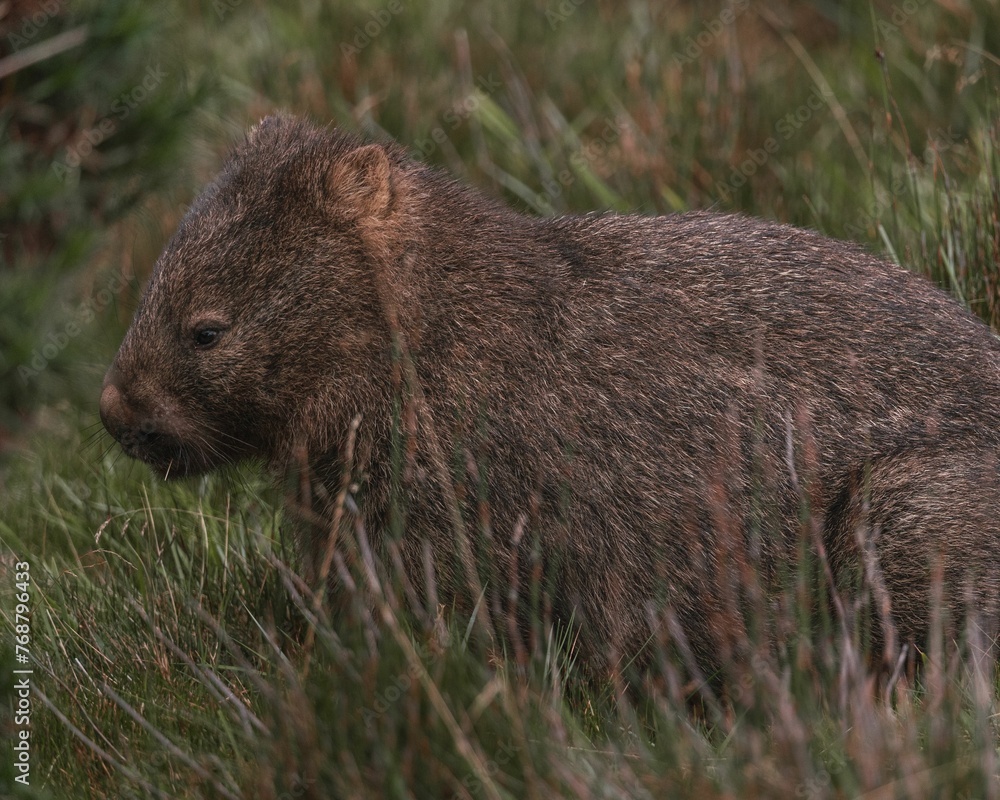 Close-up image of a Young Wombat in a lush, natural environment of Tasmania National Park Close-up image of a Young Wombat in a lush, natural environment of Tasmania National Park