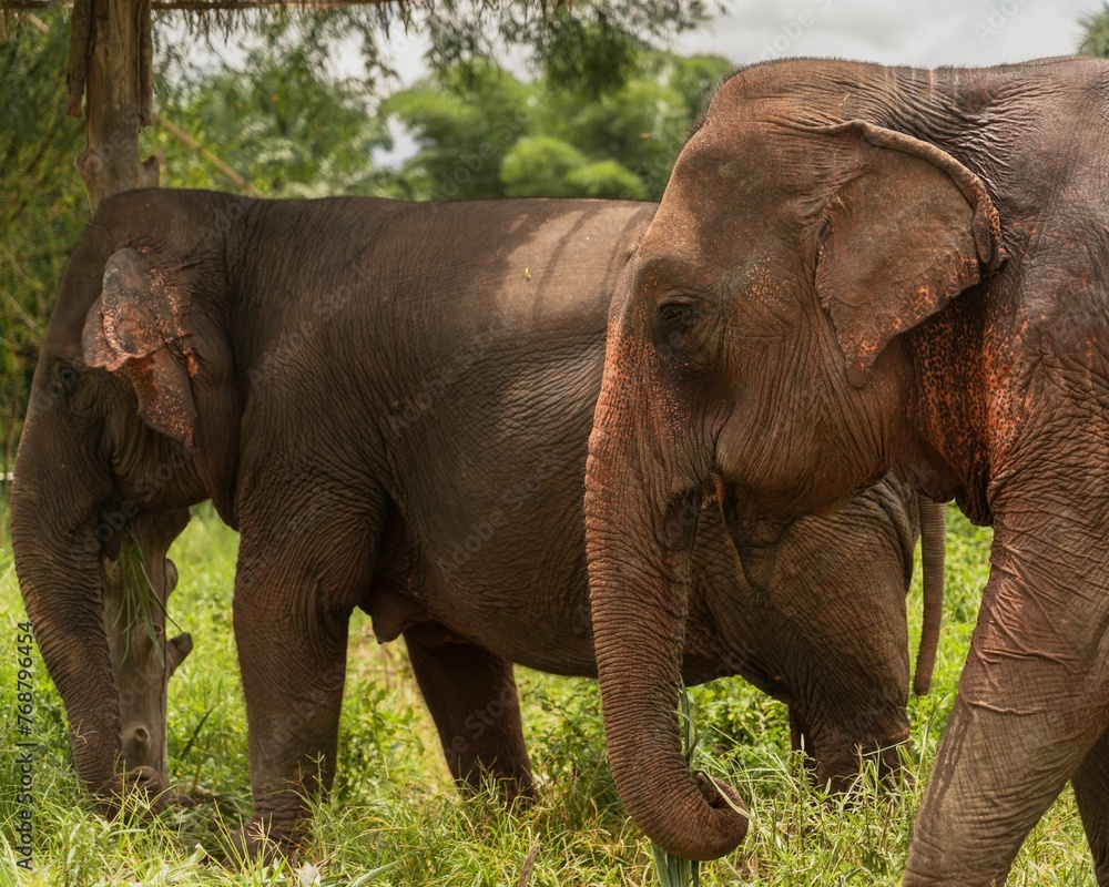 Obraz premium Enormous brown African elephants walking side-by-side peacefully in a natural environment
