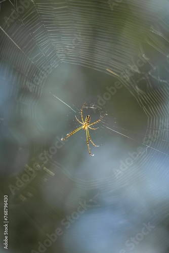 Vibrant close-up of a yellow spider perched on a delicate cobweb