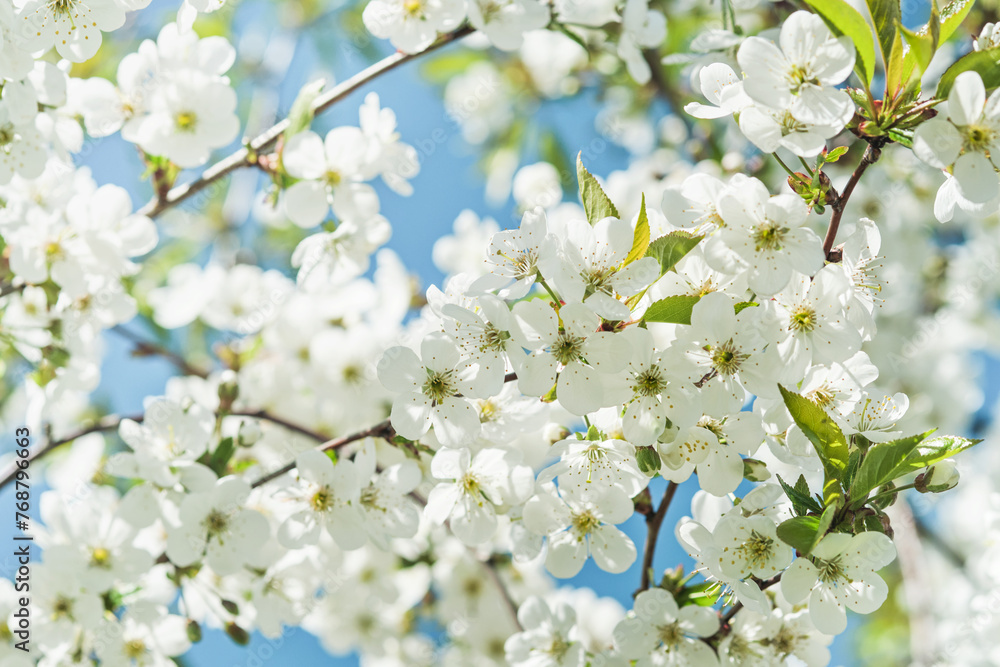 Blooming white apple or cherry blossom on background of blue sky. Happy Passover background. Spring Easter background. World environment day. Easter, Birthday, womens day holiday. Top view. Mock up. Blooming white apple or cherry blossom on background of blue sky. Happy Passover background. Spring Easter background. World environment day. Easter, Birthday, womens day holiday. Top view. Mock up.