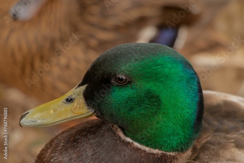 Closeup shot of a green mallard duck head with a yellow beak