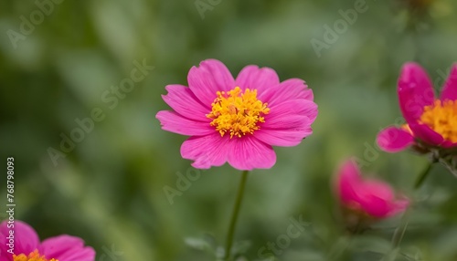 pink cosmos flowers