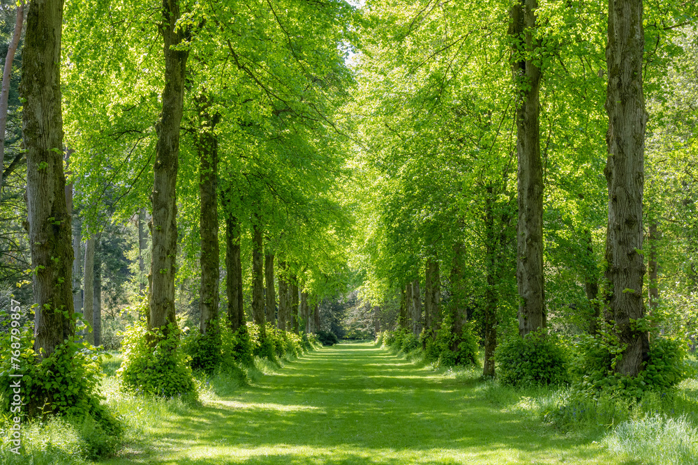 Fototapeta premium Lime avenue