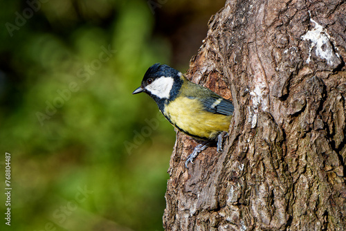A tit builds a nest in a tree hole. © J.M.C. Foto
