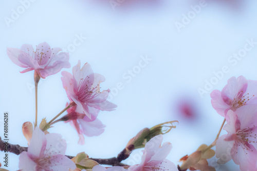 夕暮れの光りに照らされ輝く早咲きの河津桜
