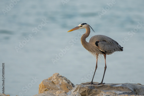 Great Blue Heron perched on a rock