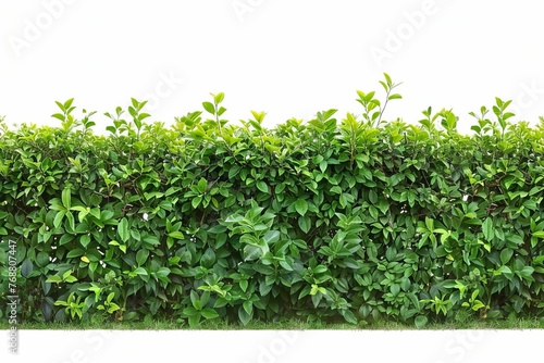 Perfectly Manicured Green Trimmed Bush Hedge Fencing Isolated on White, Landscaping and Gardening Concept Photo
