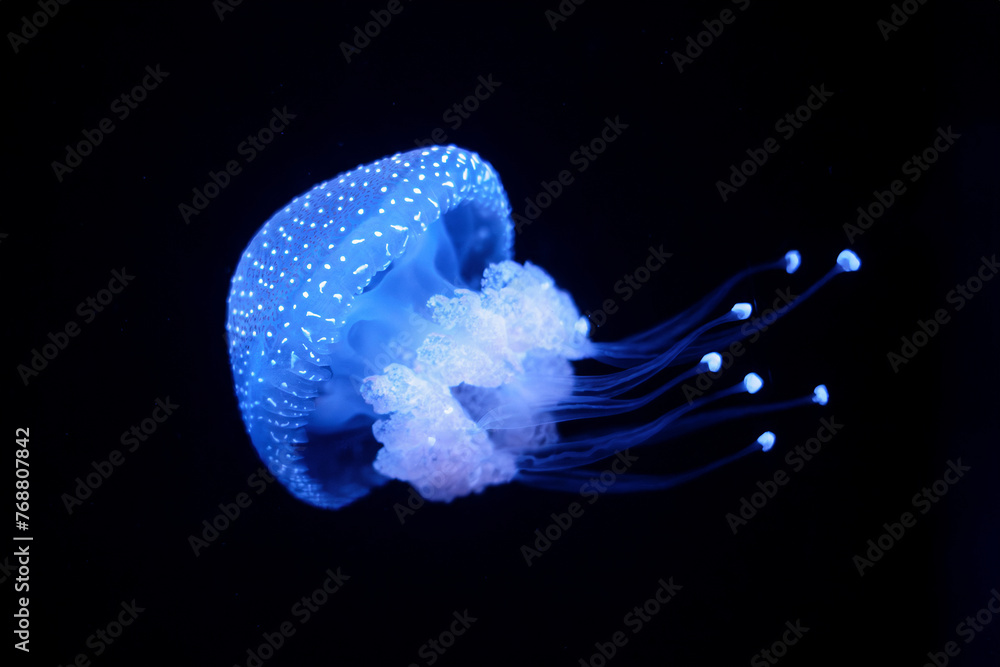 Tropical Jellyfish Phyllorhiza punctata white-spotted jellyfish aka ...