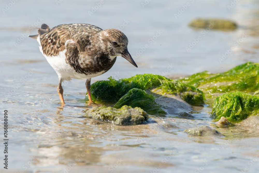 Ruddy Turnstone Ruddy Turnstone