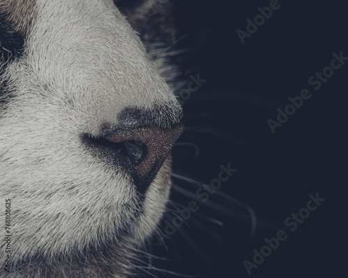 Closeup shot of a domestic cat's nose, featuring whiskers photo