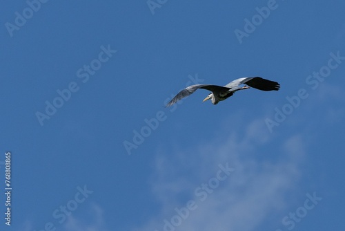 Majestic bird soaring against a clear blue sky © Wirestock