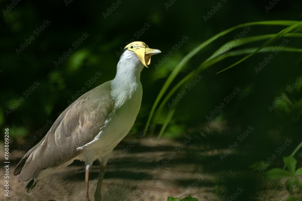 Masked lapwing bird in a lush green field Masked lapwing bird in a lush green field