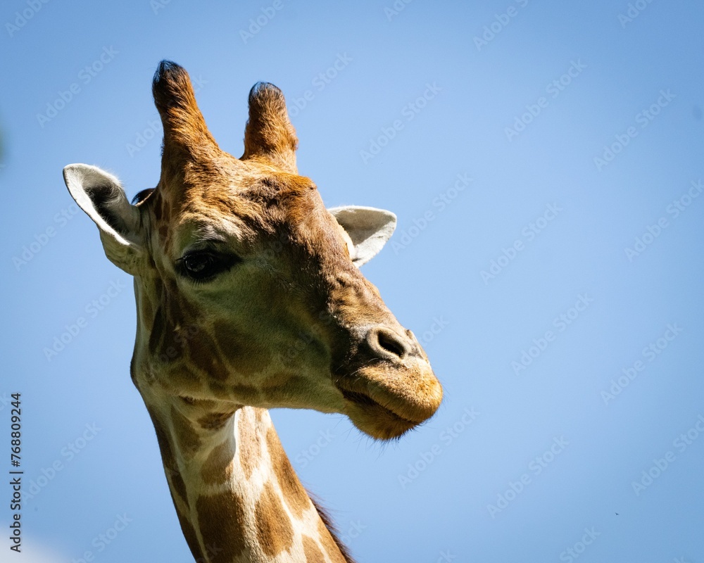 Fototapeta premium Closeup of the head of a giraffe on the background of the bright blue sky
