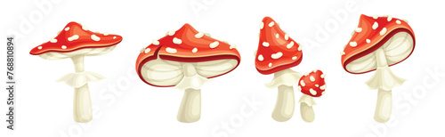 Red Fly Agaric Mushroom and Poisonous Forest Toadstool Vector Set