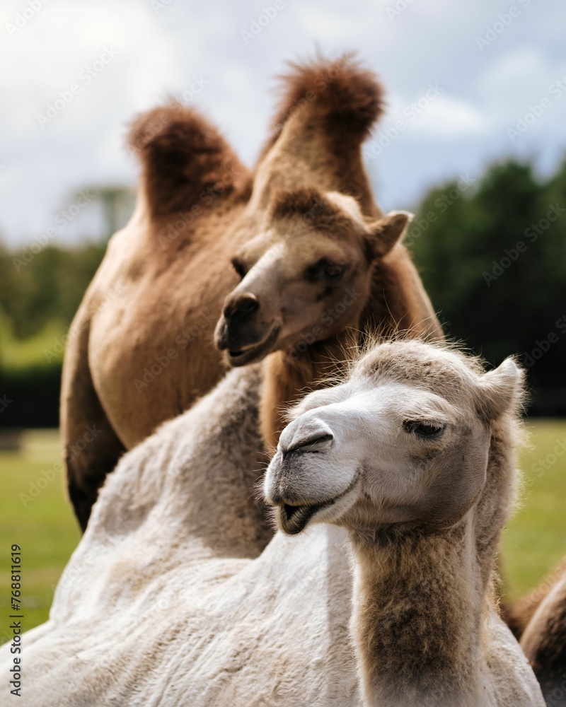 Obraz premium Vertical shot of a pair of camels, brown and white, looking to the side in a lush green setting