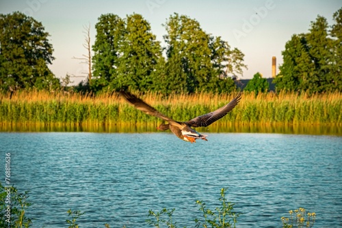 the bird is flying near the water and trees in the background
