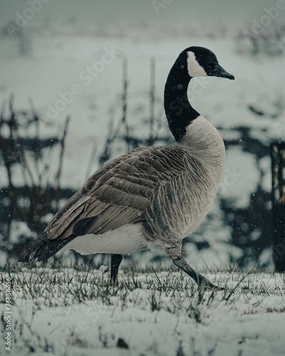 Stark black and white goose walking around in a picturesque winter landscape photo