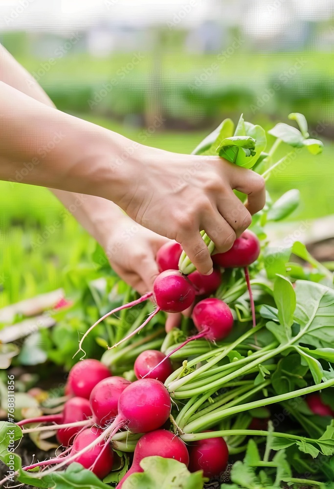 Person Picking Radishes From a Garden Person Picking Radishes From a Garden