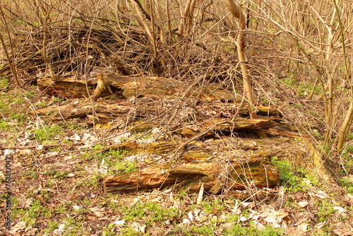 A group of birds on a log