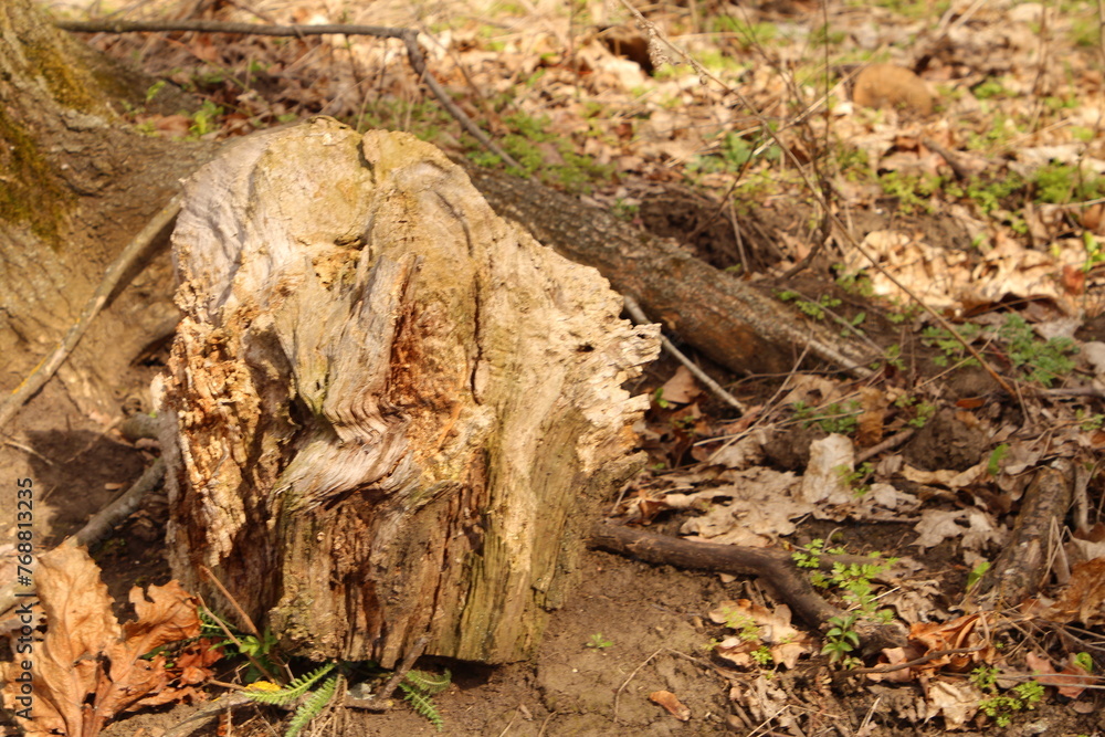 A tree stump with a hole in the ground