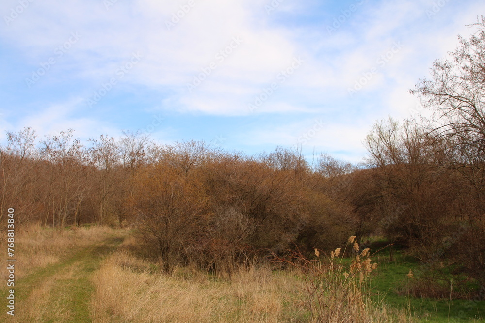 A field with trees and grass