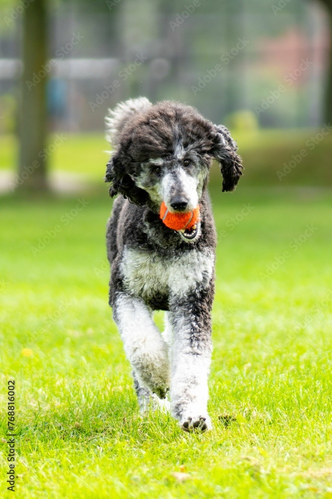 Cute poodle running joyfully on a lush green grassy field, with an orange ball in its mouth Cute poodle running joyfully on a lush green grassy field, with an orange ball in its mouth