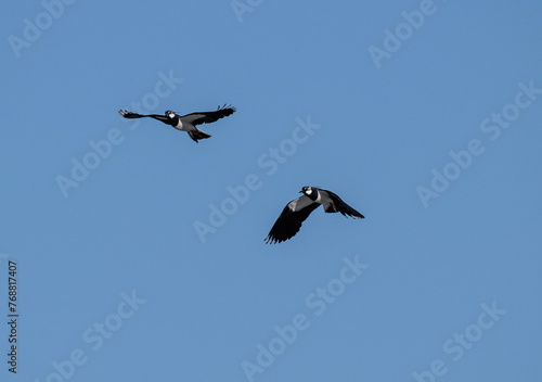 black and white lapwing in natural conditions on a sunny spring day in the vicinity of Moscow