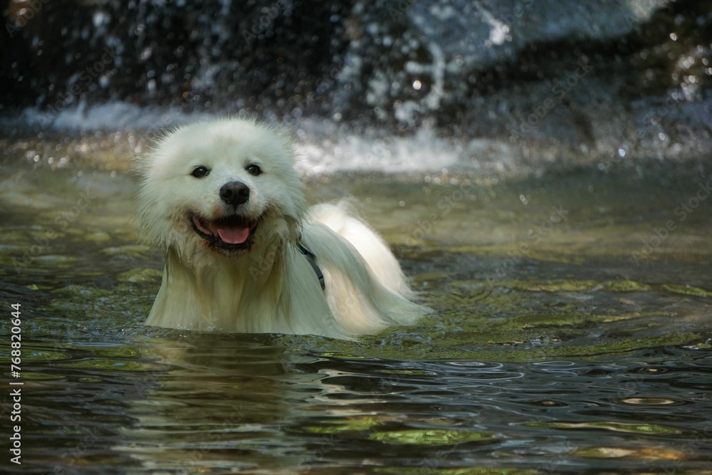 a dog is bathing in the water at the edge of the falls a dog is bathing in the water at the edge of the falls