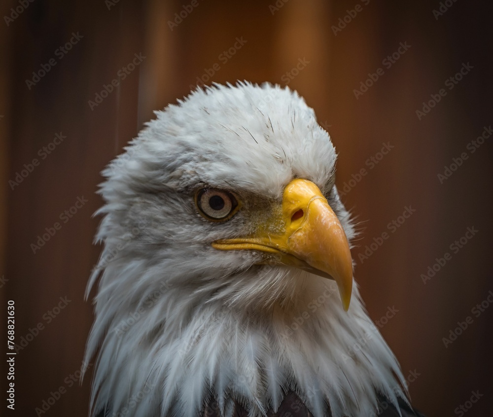 Selective focus shot of a beautiful bald eagle head Selective focus shot of a beautiful bald eagle head