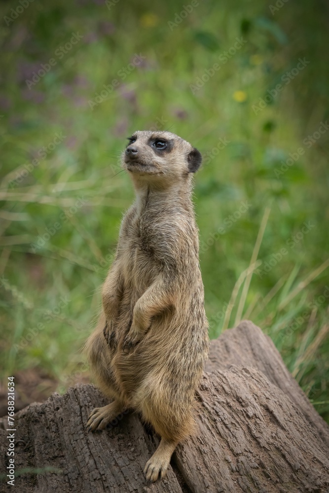 Small, brown and black furred animal sits perched atop a wooden log in a natural outdoor setting