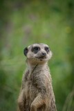 Selective focus shot of a cute meerkat in a park